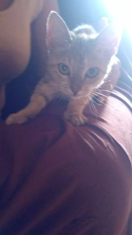 Gato ra a  idade 7 a 11 meses nome Fubá 