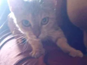 Gato raça  idade 7 a 11 meses nome Fubá 