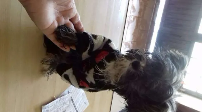 Cachorro ra a lhasa com vira lata  idade 7 a 11 meses nome kika 