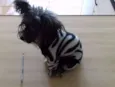 kika 