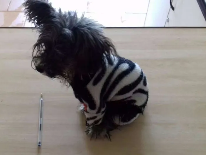 Cachorro ra a lhasa com vira lata  idade 7 a 11 meses nome kika 