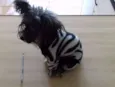 kika