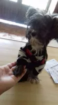kika 