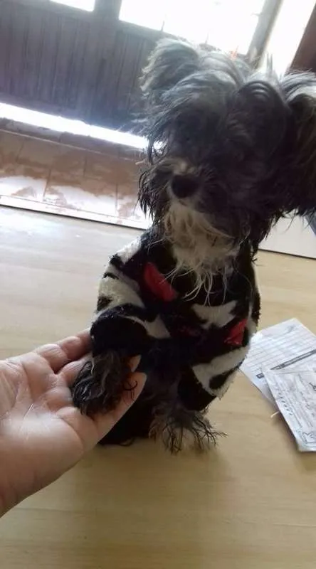 Cachorro ra a lhasa com vira lata  idade 7 a 11 meses nome kika 