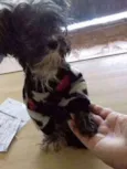 kika 