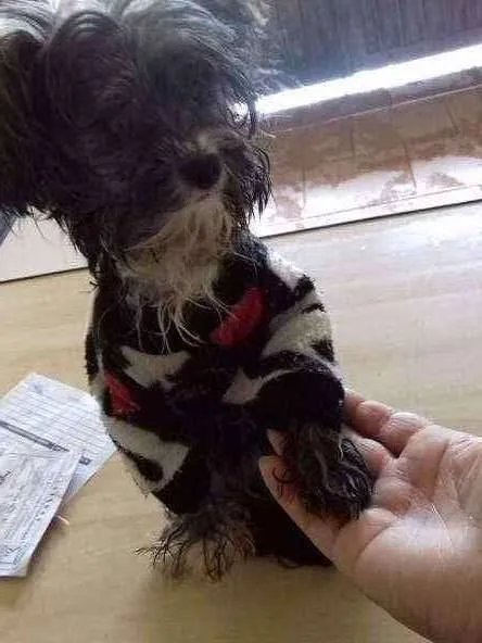 Cachorro ra a lhasa com vira lata  idade 7 a 11 meses nome kika 
