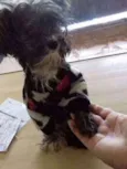kika