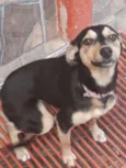 Babaloo