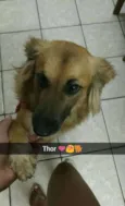 Thor