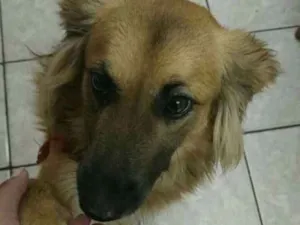Cachorro raça SRD idade 2 anos nome Thor