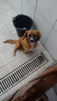Cacau 