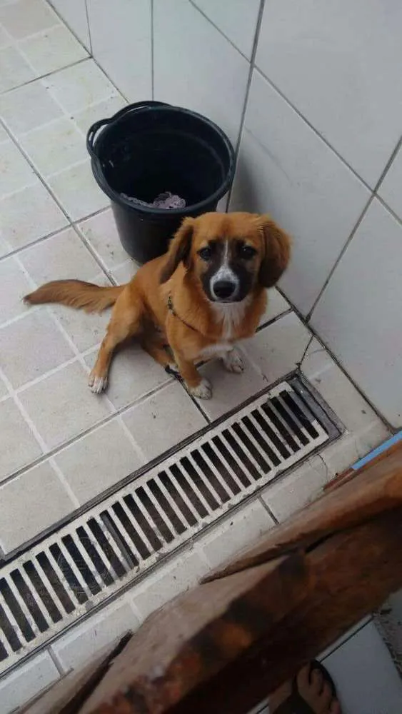 Cachorro ra a Srd idade 2 a 6 meses nome Cacau 