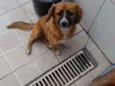 Cacau 