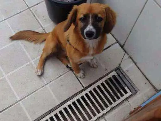 Cachorro ra a Srd idade 2 a 6 meses nome Cacau 