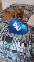 Cacau 