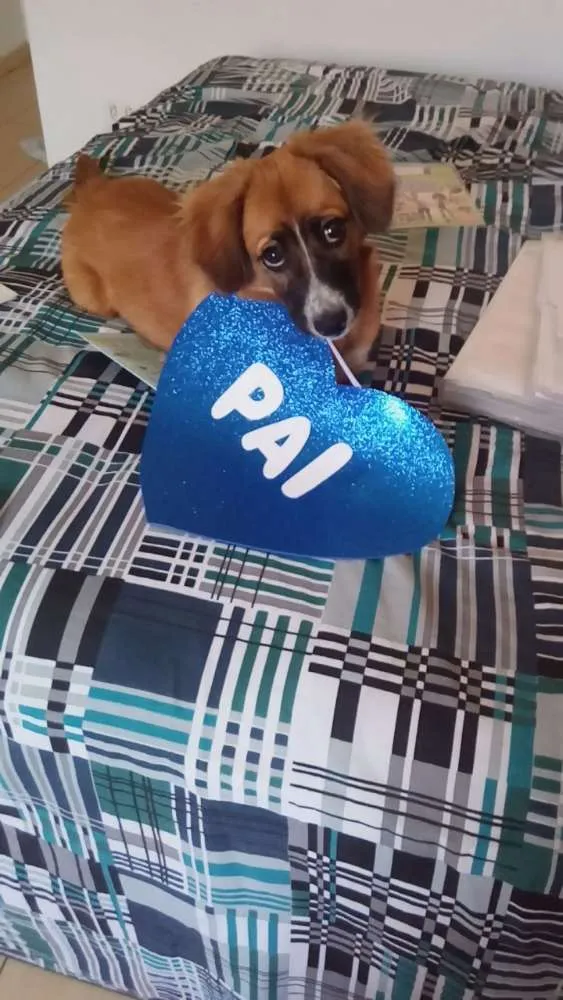 Cachorro ra a Srd idade 2 a 6 meses nome Cacau 
