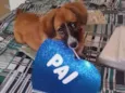 Cacau 