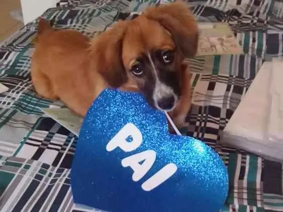 Cachorro ra a Srd idade 2 a 6 meses nome Cacau 