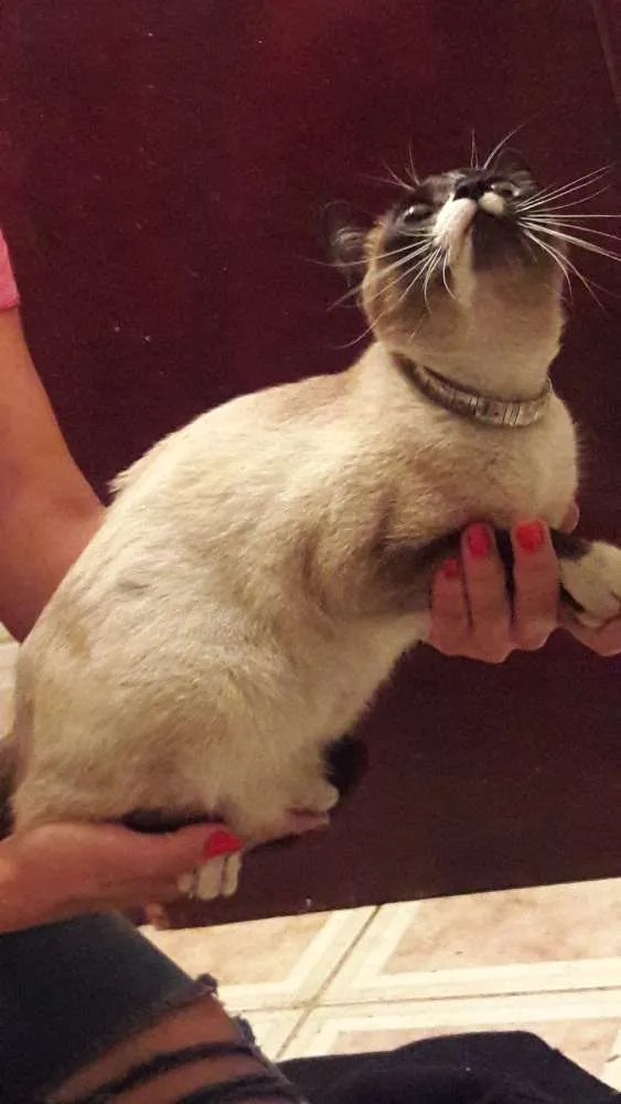 Gato ra a Siamês  idade 7 a 11 meses nome Não tem