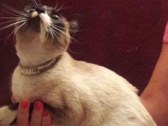 Gato ra a Siamês  idade 7 a 11 meses nome Não tem