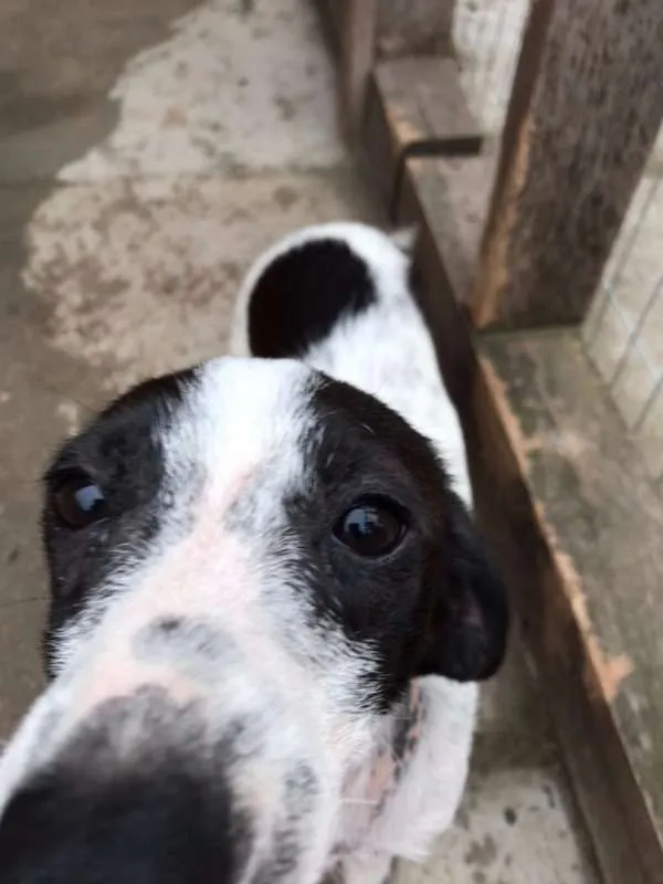 Cachorro ra a SRD idade 2 a 6 meses nome Any