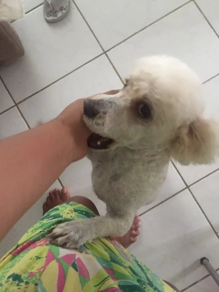 Cachorro ra a Poodles  idade 2 anos nome Marck