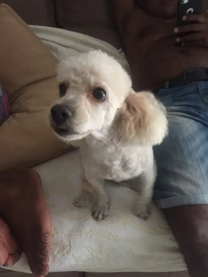 Cachorro ra a Poodles  idade 2 anos nome Marck