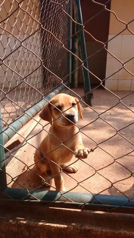 Cachorro ra a SRD idade 2 a 6 meses nome filhotes