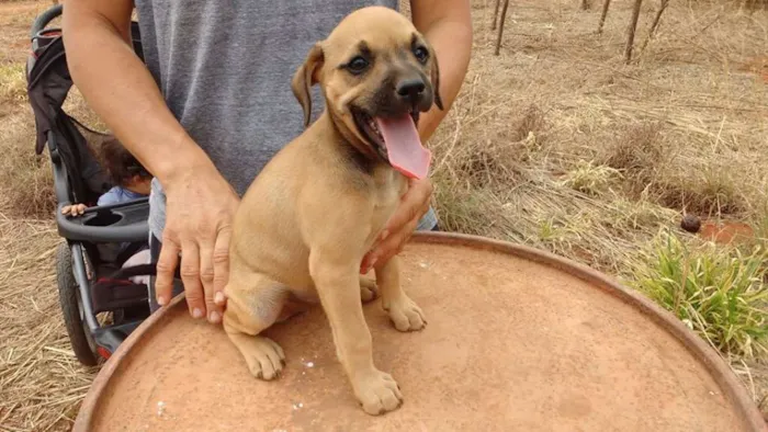 Cachorro ra a SRD idade 2 a 6 meses nome filhotes
