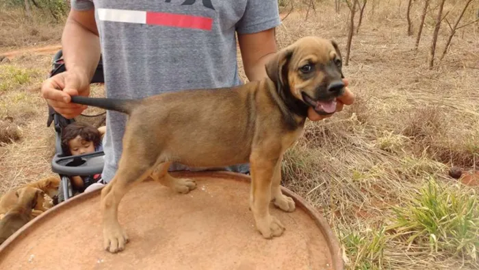 Cachorro ra a SRD idade 2 a 6 meses nome filhotes