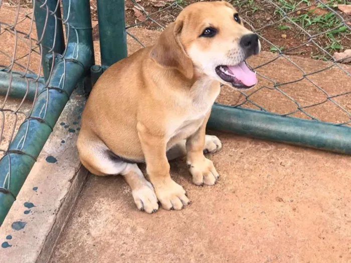 Cachorro ra a SRD idade 2 a 6 meses nome filhotes