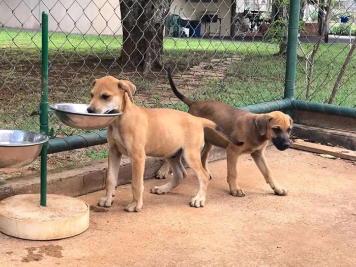 Cachorro ra a SRD idade 2 a 6 meses nome filhotes