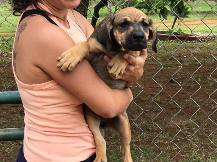 Cachorro ra a SRD idade 2 a 6 meses nome filhotes