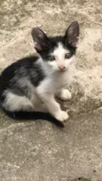 Gatinhos