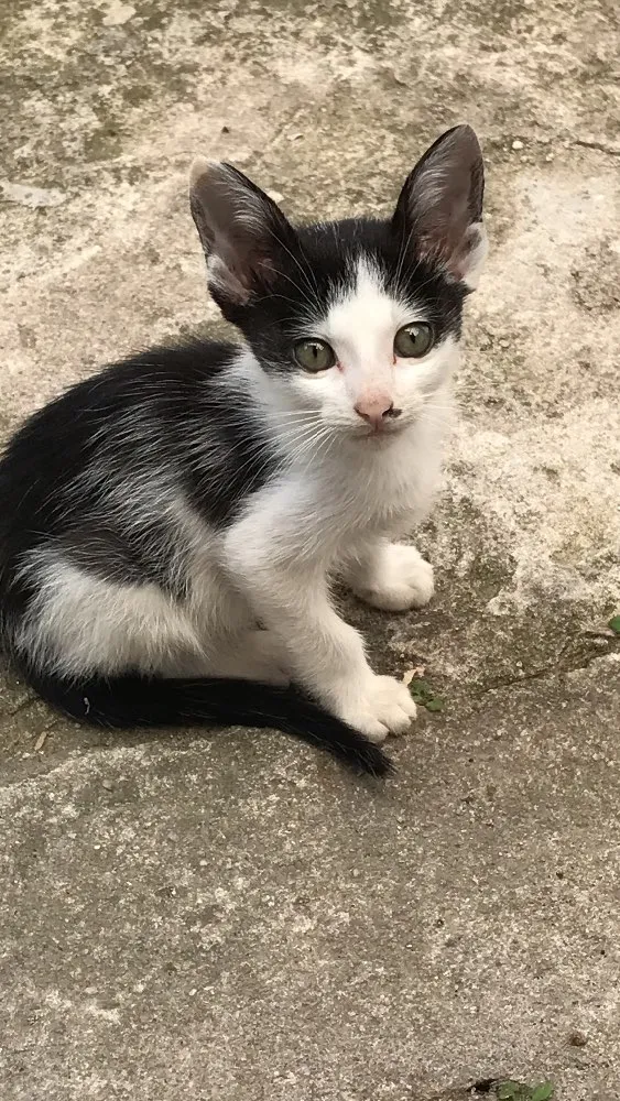 Gato ra a Sem raça idade 2 a 6 meses nome Gatinhos