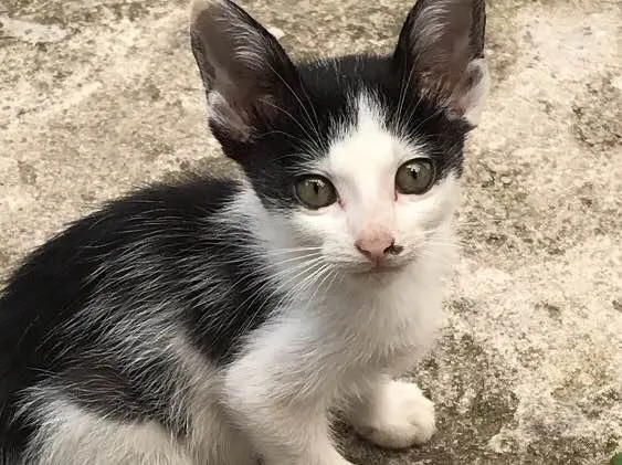 Gato ra a Sem raça idade 2 a 6 meses nome Gatinhos