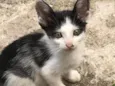 Gatinhos