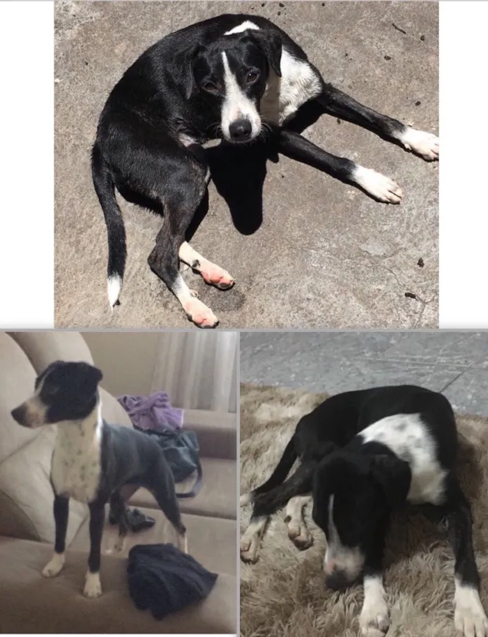 Cachorro ra a srd idade 7 a 11 meses nome Kita