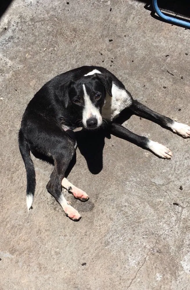 Cachorro ra a srd idade 7 a 11 meses nome Kita