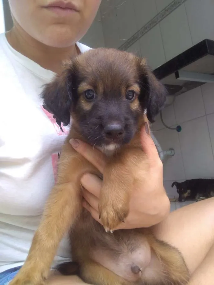 Cachorro raça Vira lata idade Abaixo de 2 meses nome Toicinho
