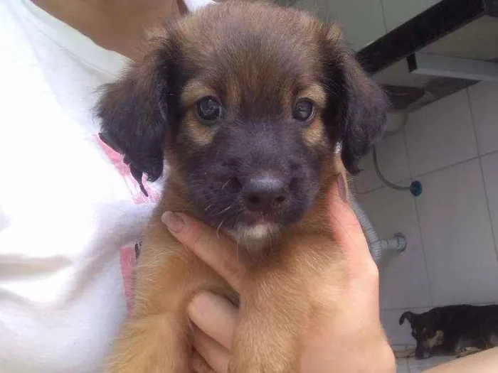 Cachorro raça Vira lata idade Abaixo de 2 meses nome Toicinho