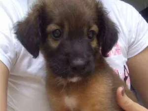 Cachorro raça Vira lata idade Abaixo de 2 meses nome Toicinho