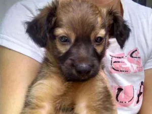 Cachorro raça Vira lata idade Abaixo de 2 meses nome Pelúcia