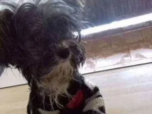 Cachorro raça lhasa com vira lata  idade 7 a 11 meses nome kika 