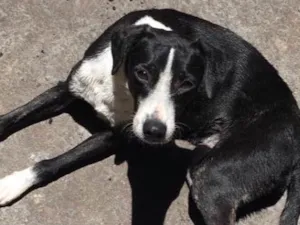 Cachorro raça srd idade 7 a 11 meses nome Kita