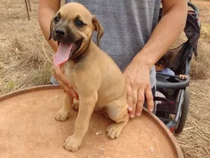 Cachorro raça SRD idade 2 a 6 meses nome filhotes