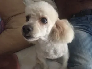 Cachorro raça Poodles  idade 2 anos nome Marck