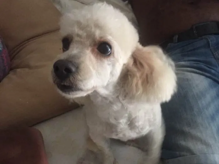 Cachorro ra a Poodles  idade 2 anos nome Marck
