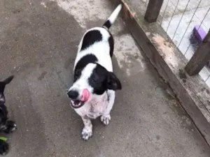 Cachorro raça SRD idade 2 a 6 meses nome Any