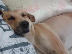 Cachorro raça SRD idade 4 anos nome Jack e Branquinha